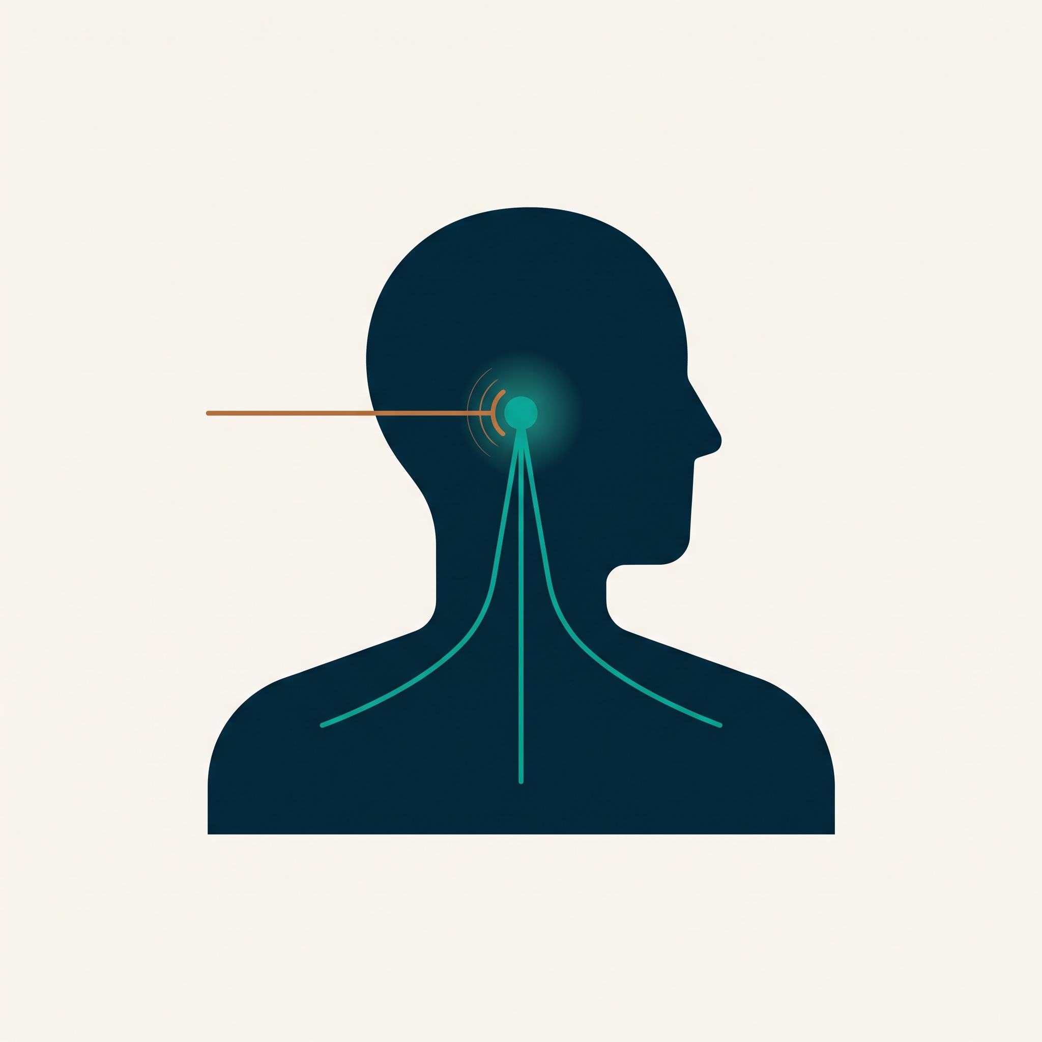 Editorial diagram of GHRH receptor signaling at the pituitary gland stimulating endogenous growth hormone release